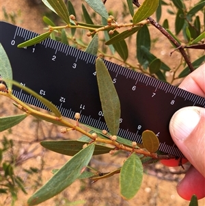 Acacia verniciflua at Crowther, NSW - 29 Mar 2025 11:19 AM