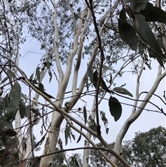 Eucalyptus blakelyi at Crowther, NSW - 29 Mar 2025 11:07 AM