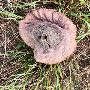 Calvatia cyathiformis at Crowther, NSW - 29 Mar 2025 10:58 AM