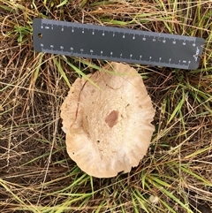 Calvatia cyathiformis at Crowther, NSW - 29 Mar 2025 10:58 AM