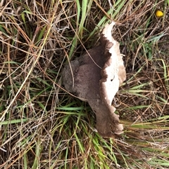 Calvatia cyathiformis at Crowther, NSW - 29 Mar 2025 10:58 AM