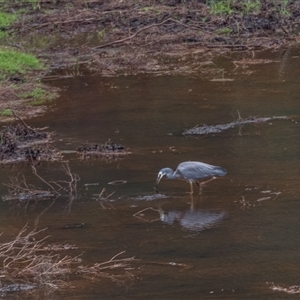 Egretta novaehollandiae at Lower Portland, NSW - 4 Mar 2018 03:40 PM