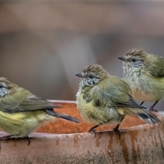 Acanthiza lineata at Lower Portland, NSW - 4 Mar 2018 04:41 PM