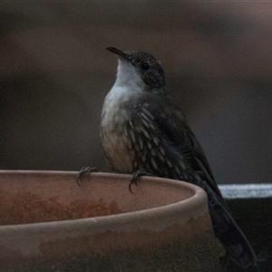 Cormobates leucophaea at Lower Portland, NSW - 4 Mar 2018 06:17 PM