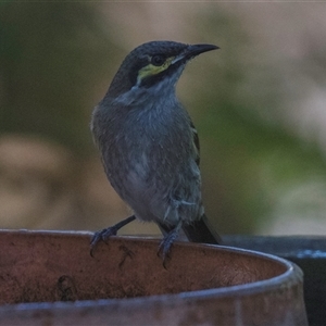 Caligavis chrysops at Lower Portland, NSW - 1 Apr 2018 08:49 AM