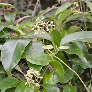Parsonsia straminea at North Nowra, NSW - 1 Apr 2025 10:15 PM