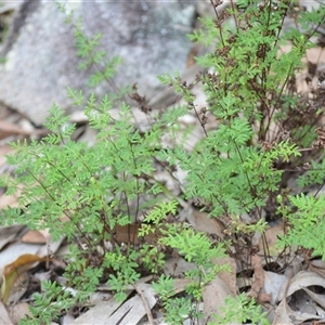 Cheilanthes sieberi subsp. sieberi at North Nowra, NSW - 1 Apr 2025 10:22 PM