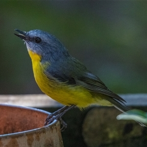 Eopsaltria australis at Lower Portland, NSW - 1 Apr 2018 03:35 PM