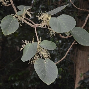 Dendrocnide excelsa at North Nowra, NSW - 1 Apr 2025 10:52 PM