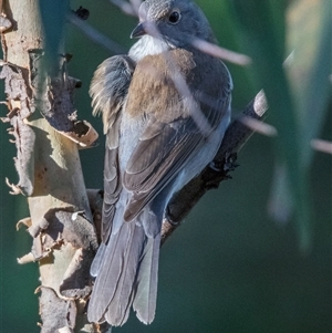 Colluricincla harmonica at Lower Portland, NSW - 1 Apr 2018 04:01 PM
