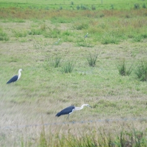 Ardea pacifica at Bolong, NSW - 1 Apr 2025 11:40 PM