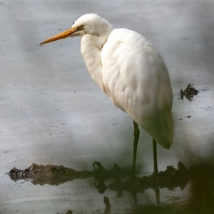 Ardea alba at Lower Portland, NSW - 10 Jun 2018 11:01 AM