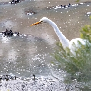 Ardea alba at Lower Portland, NSW - 10 Jun 2018 11:01 AM