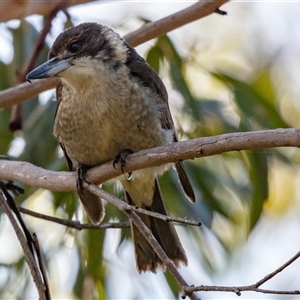Cracticus torquatus at Lower Portland, NSW - 10 Jun 2018 11:15 AM