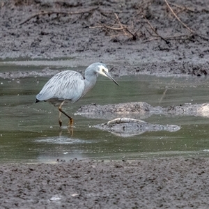 Egretta novaehollandiae at Lower Portland, NSW - 10 Jun 2018 01:49 PM