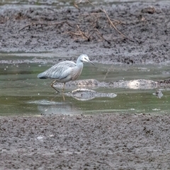Egretta novaehollandiae at Lower Portland, NSW - 10 Jun 2018 01:49 PM
