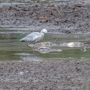 Egretta novaehollandiae at Lower Portland, NSW - 10 Jun 2018 01:49 PM