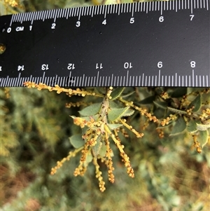 Acacia vestita at Crowther, NSW - 29 Mar 2025 10:55 AM