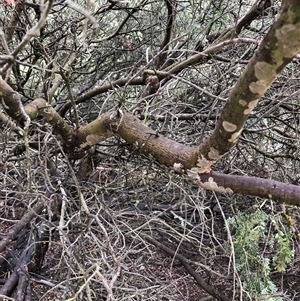 Acacia vestita at Crowther, NSW - 29 Mar 2025 10:55 AM