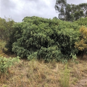 Acacia vestita at Crowther, NSW - 29 Mar 2025 10:55 AM