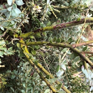 Acacia vestita at Crowther, NSW - 29 Mar 2025 10:55 AM