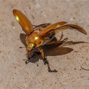Anoplognathus sp. (genus) at Lower Portland, NSW - 23 Dec 2020 12:37 PM