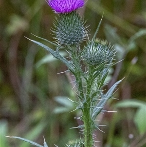 Cirsium vulgare at Lower Portland, NSW - 23 Dec 2020 03:38 PM