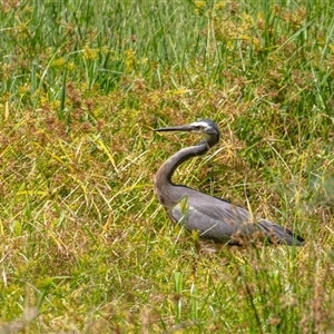 Egretta novaehollandiae at Lower Portland, NSW - 10 Jan 2021 02:44 PM