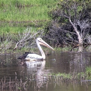 Pelecanus conspicillatus at Lower Portland, NSW - 10 Jan 2021 02:51 PM