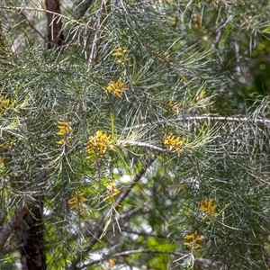 Persoonia linearis at Lower Portland, NSW - 24 Jan 2021 01:30 PM