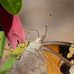 Heteronympha merope at Symonston, ACT - 2 Apr 2025 02:52 PM
