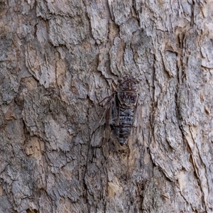 Henicopsaltria eydouxii at Lower Portland, NSW - 10 Feb 2021 11:25 AM