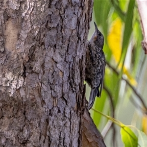 Cormobates leucophaea at Lower Portland, NSW - 19 Feb 2021 03:03 PM