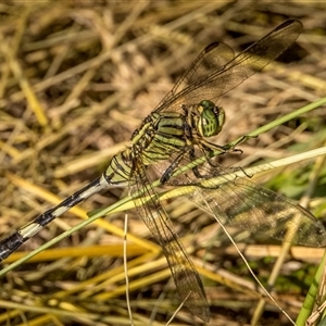 Orthetrum sabina at Lower Portland, NSW - 1 Mar 2021 09:26 AM