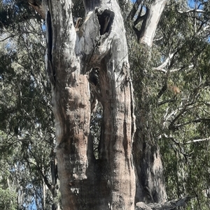 Eucalyptus camaldulensis at suppressed - suppressed