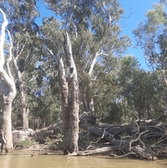 Eucalyptus camaldulensis at suppressed - suppressed