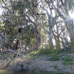 Eucalyptus camaldulensis at suppressed - suppressed