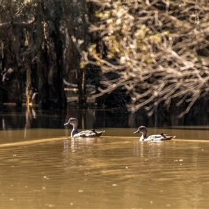 Anas gracilis at Lower Portland, NSW - 28 Mar 2021 03:07 PM