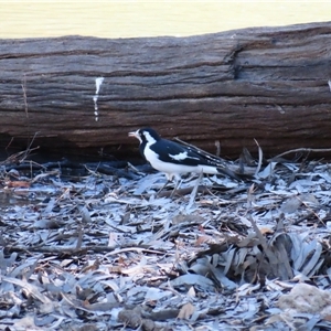 Grallina cyanoleuca at Balranald, NSW - 23 Mar 2025 05:13 PM