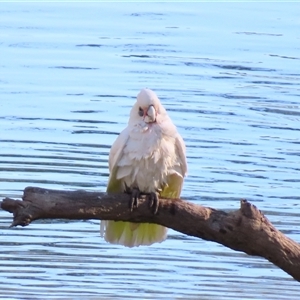 Cacatua sanguinea at Balranald, NSW - 23 Mar 2025 05:25 PM
