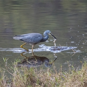 Egretta novaehollandiae at Lower Portland, NSW - 28 Jun 2021 02:24 PM