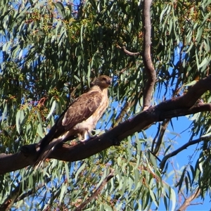 Haliastur sphenurus at Balranald, NSW - 23 Mar 2025 05:27 PM