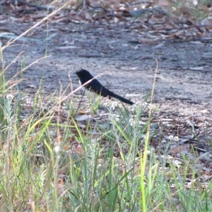 Rhipidura leucophrys at Balranald, NSW - 23 Mar 2025 05:44 PM