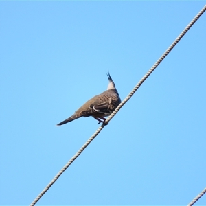 Ocyphaps lophotes at Balranald, NSW - 23 Mar 2025 05:53 PM