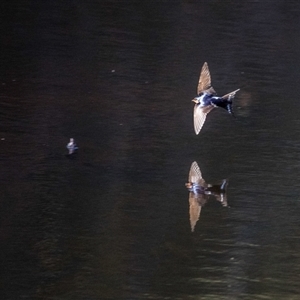 Hirundo neoxena at Lower Portland, NSW - 27 Jul 2021 03:51 PM