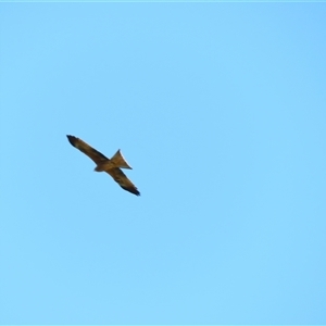 Milvus migrans at Kyalite, NSW - 24 Mar 2025 11:58 AM