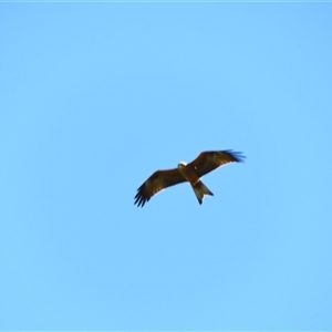 Milvus migrans at Kyalite, NSW - 24 Mar 2025 11:58 AM