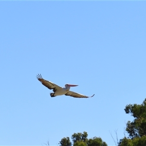 Pelecanus conspicillatus at Kyalite, NSW - 24 Mar 2025 12:45 PM