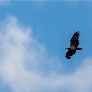 Icthyophaga leucogaster at Lower Portland, NSW - 3 Aug 2021 11:42 AM