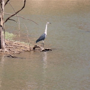 Ardea pacifica at Goodnight, NSW - 24 Mar 2025 03:11 PM